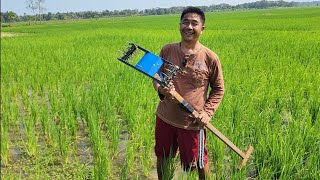 3 Fungsi Alat Penyiang, Nyabut Rumput, Benamkan, Sekaligus Penggemburan Tanah Sawah
