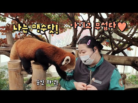 ★에버랜드 판다월드 ep5★ "나는 맹수다!" 귀욤미 대폭발한 레서판다 레시와 사육사의 애니멀톡 현장! Red Panda Lessy
