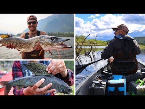 Alaska Beaver Hunt with .17 HMR – Fishing for Grayling & Northern Pike