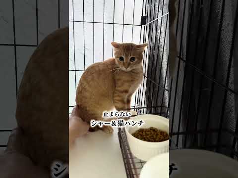 チャイさんの暮らし57。#保護猫