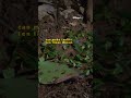 Leaf Cutter Ants and Their Environment