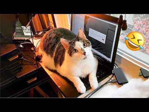 😂 LAUGH Non-Stop With These Funny Cats 😹 - Best Funniest Cats Expression Video 😇 - Funny Cats Life