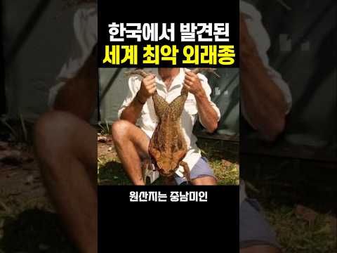 한국 초토화 될 뻔한 외래종 레전드