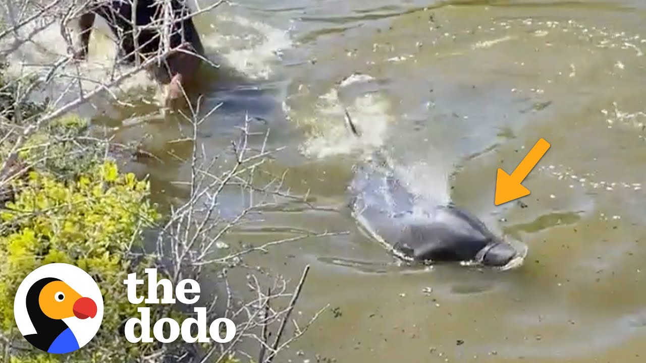 Men Jump Into River To Save A Dolphin's Life