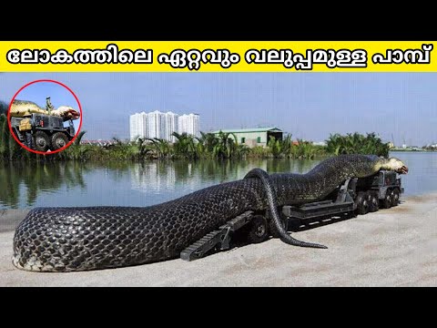 Biggest Snake In The World || Biggest Snake Ever Found || Malayalam Facts