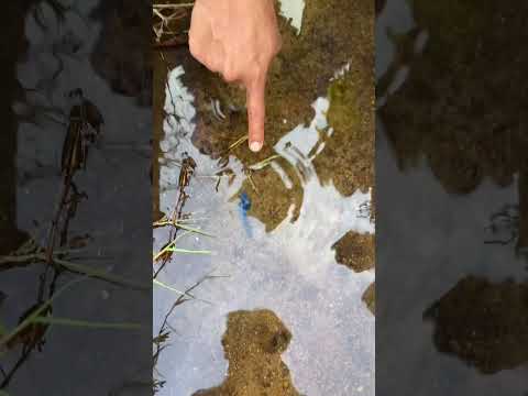 ปลากัดมาได้ไง สวยมาก