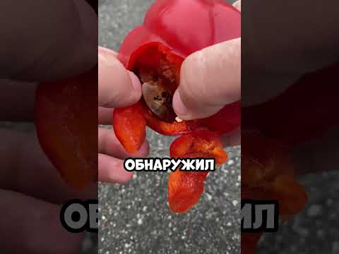 Он просто купил перец… и пожалел об этом 😨