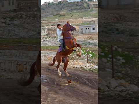 #equestrianjourney #خيل #horsetrack #horseracing #horses #shorts #shortvideo #horseshorts #india