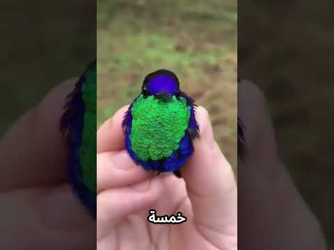 اغرب بيض في عالم الحيوان