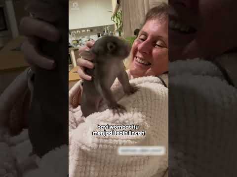 Menyelamatkan Bayi Wombat ๐