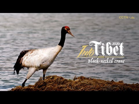 Into Tibet 2020: Black-necked crane