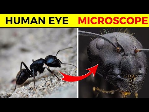 15 Things You Can See Only Under Microscope | Fact Minded