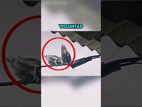 Pájaro ayuda a su Amigo a Refugiarse de la lluvia ¡Conmovedor!??