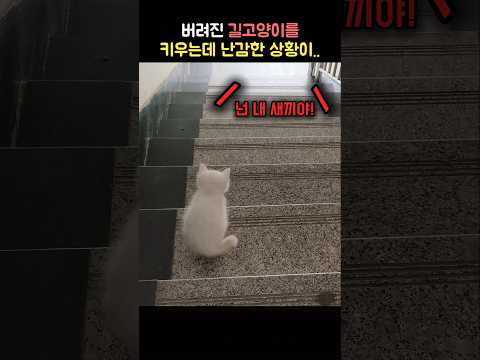 새끼 길냥이를 함부로 데리고 오면 안 되는 이유..