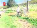 Tarla Hayvanları ve Karakter Sorunları
