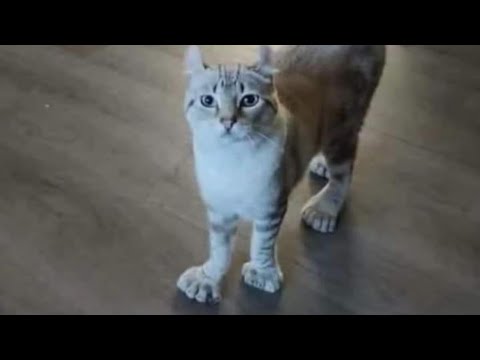 The FUNNIEST Cats compilation video You will watch today