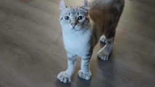 The FUNNIEST Cats compilation video You will watch today