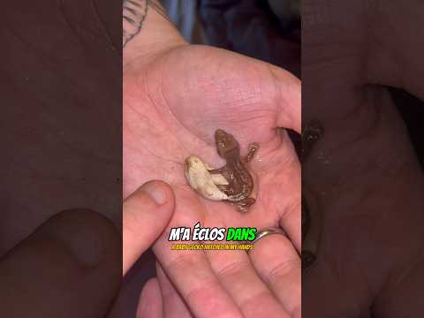 😳#fyp #foryou #pourtoi #tank #pets #animals #reptiles #gecko #cute #baby #aquarium