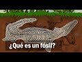 Fósiles y su Conservación