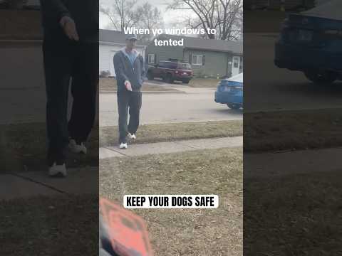 Keep your dogs safe