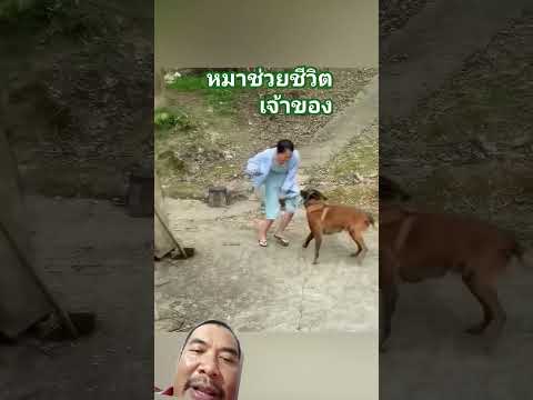 หมาช่วยชีวิตเจ้าของ
