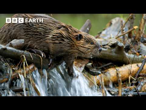 Master Builders of the Wild: Beavers at Work | BBC Earth