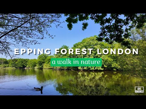 What Happens When You Take a FOREST Bath?
