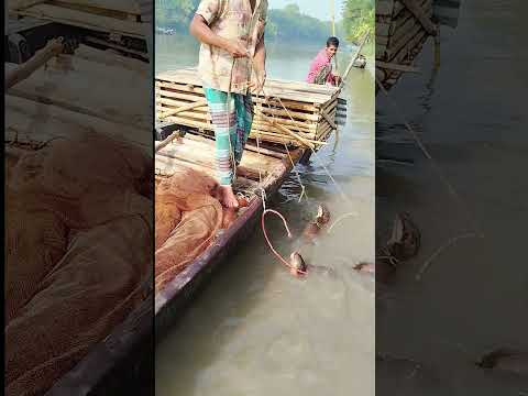 ২০০০ বছর ধরে এভাবে নদীতে ভোঁদড় দিয়ে মাছ শিকার করে #agriculture #villagelife #ভোঁদড়