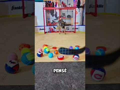 Il n'avait qu'un seul but !