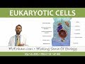 Cell Organelles and Their Functions
