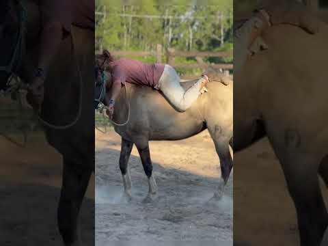 Tudo se amansa #cavalo #cavalos #horse