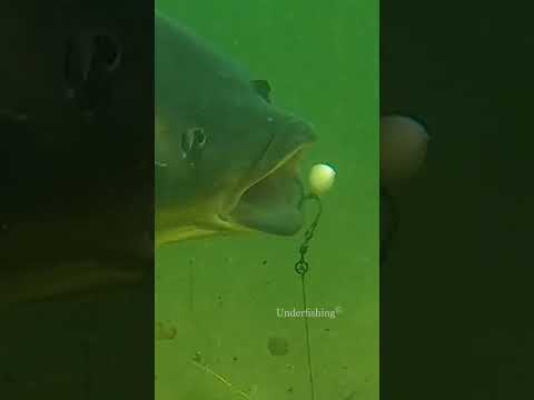 phun hộ tôi cái fish :))) #carp #fishing
