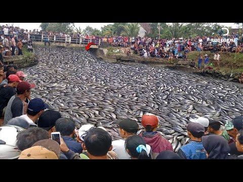 Động vật hoang dã xâm chiếm thành phố được camera ghi lại!