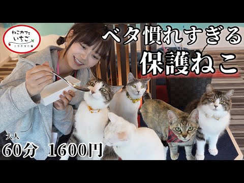 多分日本１ベタ慣れのねこカフェ『ねこカフェいちご』が可愛さ爆誕してて最強だった。
