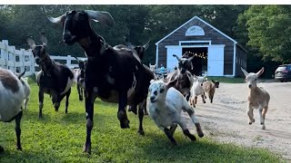 A day with the goats!