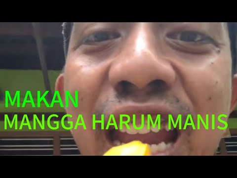 Makan mangga manalagi