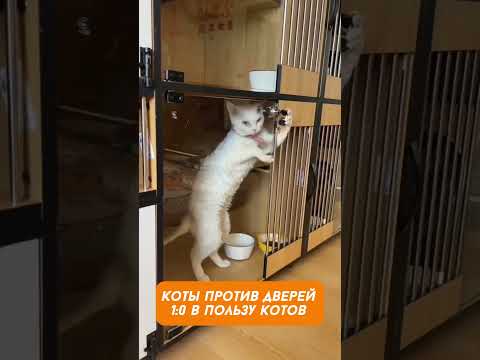 Хозяин, открывай... Или сам открою 😾 Коты vs Двери: Кто Победит?