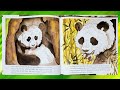 Exploring the World of Giant Pandas