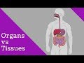 Understanding Human Body Organs and Tissues