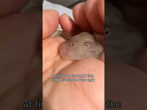 This guy really isn’t good-looking. #healing #frog #funnyanimal #healing #cute #shortvideo
