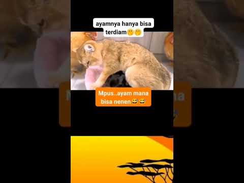 Induk ayam jadi pasrah ama mpuss #catcomedy #funnyanimal #kucinglucu
