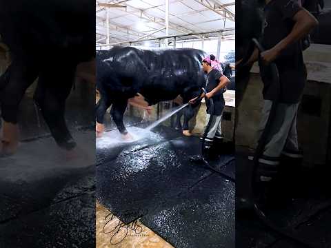 Big bulls getting showered at Brownie's Ranch