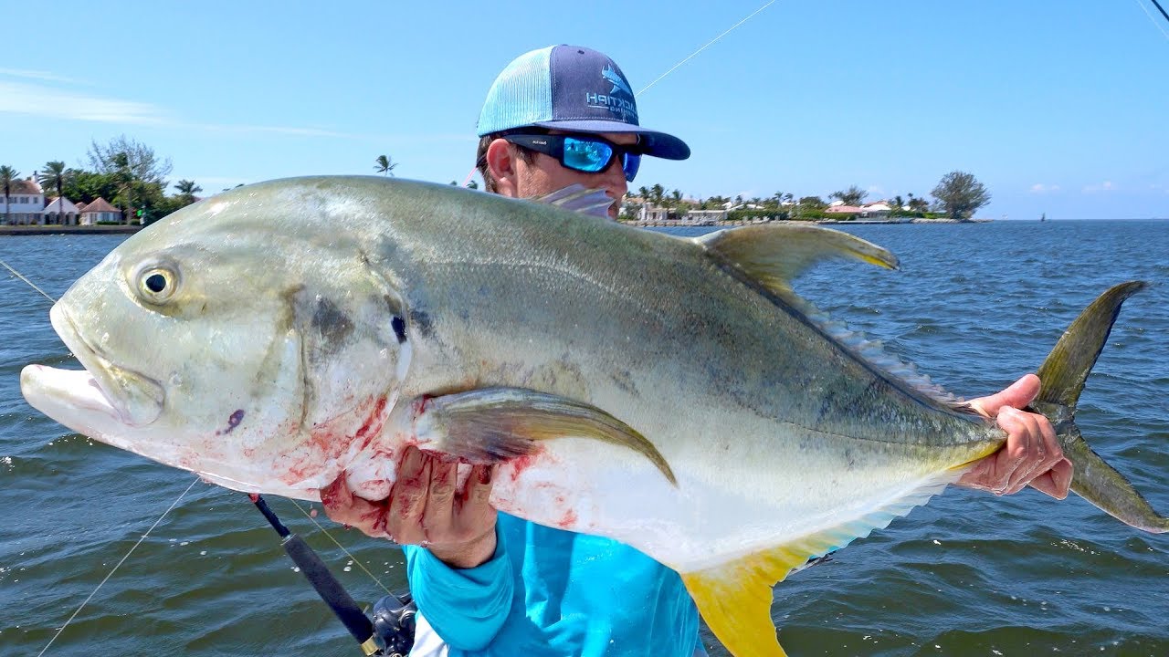 Kite Fishing for Tarpon, Sharks and Jacks during the Florida Mullet Run