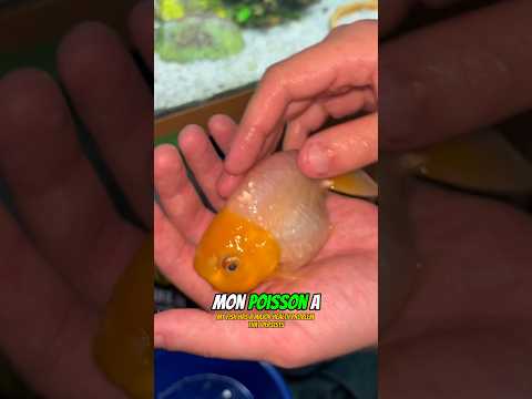 #fyp #foryou #pourtoi #reptiles #fish #goldfish #tank #aquarium #animals #pets #gecko #poisson #cute