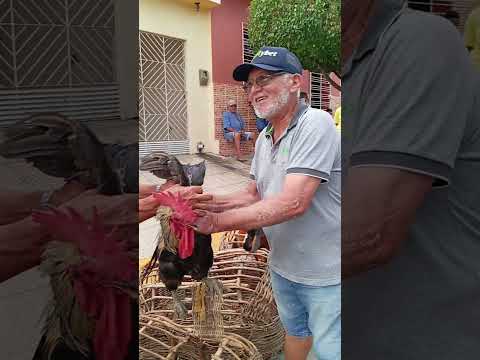 O preço do galo 70.00 reais na feira de Limoeiro-PE