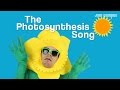 Photosynthesis Concepts and Processes