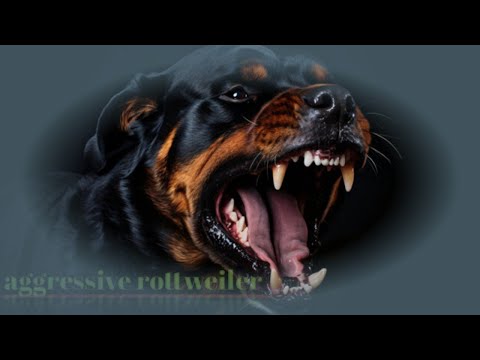 Agresive rottweiler #doglover #rottweiler