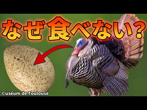 七面鳥の卵が食べられていない理由がこちら【解説動画】