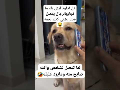 قل لداود ايش بك ما تجاوبالرجال يتصل فيك يشتي كيلو لحمه