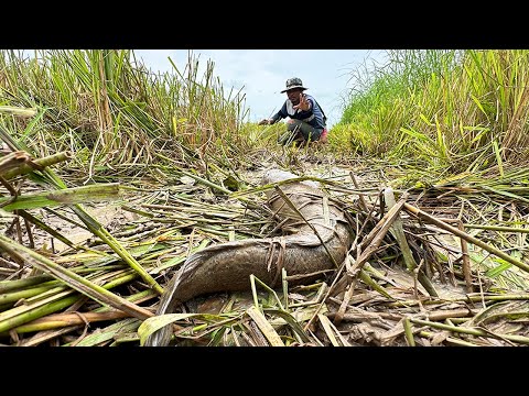 Wow! Best Fisherman Catching Copper Snakehead Fish & Catfish in Rice Field